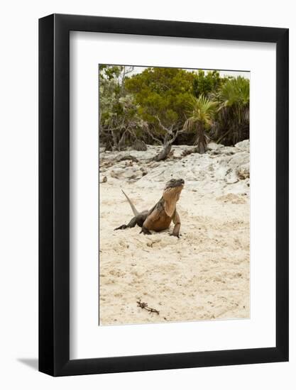 Exuma Island Iguana-Michele Westmorland-Framed Photographic Print