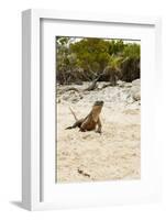 Exuma Island Iguana-Michele Westmorland-Framed Photographic Print