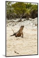 Exuma Island Iguana-Michele Westmorland-Mounted Photographic Print