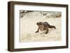 Exuma Island Iguana-Michele Westmorland-Framed Photographic Print