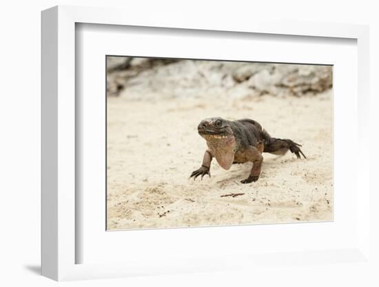 Exuma Island Iguana-Michele Westmorland-Framed Photographic Print