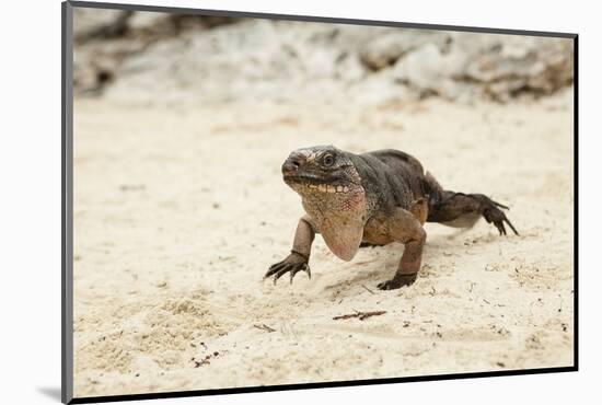 Exuma Island Iguana-Michele Westmorland-Mounted Photographic Print