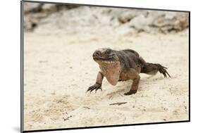 Exuma Island Iguana-Michele Westmorland-Mounted Photographic Print