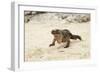 Exuma Island Iguana-Michele Westmorland-Framed Photographic Print