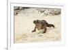 Exuma Island Iguana-Michele Westmorland-Framed Photographic Print