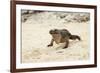 Exuma Island Iguana-Michele Westmorland-Framed Photographic Print