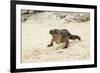 Exuma Island Iguana-Michele Westmorland-Framed Photographic Print