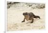 Exuma Island Iguana-Michele Westmorland-Framed Photographic Print