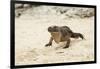 Exuma Island Iguana-Michele Westmorland-Framed Photographic Print