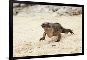 Exuma Island Iguana-Michele Westmorland-Framed Photographic Print