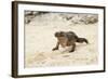 Exuma Island Iguana-Michele Westmorland-Framed Photographic Print