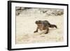 Exuma Island Iguana-Michele Westmorland-Framed Photographic Print