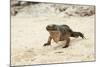 Exuma Island Iguana-Michele Westmorland-Mounted Photographic Print