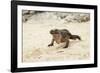 Exuma Island Iguana-Michele Westmorland-Framed Photographic Print