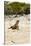 Exuma Island Iguana-Michele Westmorland-Stretched Canvas