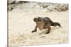 Exuma Island Iguana-Michele Westmorland-Stretched Canvas