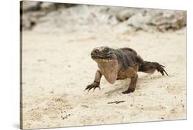 Exuma Island Iguana-Michele Westmorland-Stretched Canvas