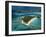 Exumas, Bahamas-Michael DeFreitas-Framed Photographic Print