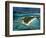 Exumas, Bahamas-Michael DeFreitas-Framed Photographic Print