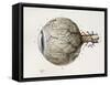 Eye Anatomy, 1844 Artwork-Science Photo Library-Framed Stretched Canvas