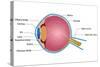 Eye Anatomy-vectomart-Stretched Canvas