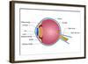 Eye Anatomy-vectomart-Framed Art Print