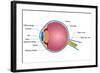 Eye Anatomy-vectomart-Framed Art Print