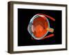 Eye Anatomy-Jose Antonio-Framed Photographic Print