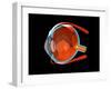 Eye Anatomy-Jose Antonio-Framed Photographic Print