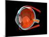 Eye Anatomy-Jose Antonio-Mounted Photographic Print