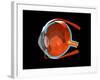 Eye Anatomy-Jose Antonio-Framed Photographic Print