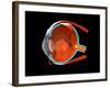 Eye Anatomy-Jose Antonio-Framed Photographic Print