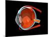 Eye Anatomy-Jose Antonio-Mounted Photographic Print