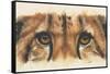 Eye-Catching Cheetah-Barbara Keith-Framed Stretched Canvas