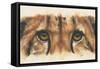 Eye-Catching Cheetah-Barbara Keith-Framed Stretched Canvas