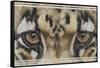 Eye-Catching Clouded Leopard-Barbara Keith-Framed Stretched Canvas