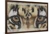 Eye-Catching Clouded Leopard-Barbara Keith-Framed Giclee Print