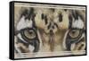 Eye-Catching Clouded Leopard-Barbara Keith-Framed Stretched Canvas