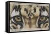 Eye-Catching Clouded Leopard-Barbara Keith-Framed Stretched Canvas