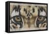 Eye-Catching Clouded Leopard-Barbara Keith-Framed Stretched Canvas