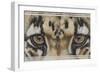 Eye-Catching Clouded Leopard-Barbara Keith-Framed Giclee Print