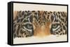 Eye-Catching Jaguar-Barbara Keith-Framed Stretched Canvas