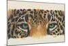 Eye-Catching Jaguar-Barbara Keith-Mounted Giclee Print