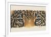 Eye-Catching Jaguar-Barbara Keith-Framed Giclee Print