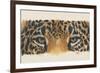 Eye-Catching Jaguar-Barbara Keith-Framed Giclee Print