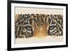 Eye-Catching Jaguar-Barbara Keith-Framed Giclee Print