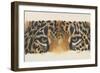 Eye-Catching Jaguar-Barbara Keith-Framed Giclee Print