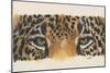 Eye-Catching Jaguar-Barbara Keith-Mounted Giclee Print