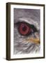 Eye Catching Kite-Barbara Keith-Framed Giclee Print