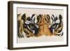 Eye-Catching Tiger-Barbara Keith-Framed Giclee Print